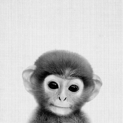 Napoleon zoekt een Kamer / Appartement / Studio in Nijmegen